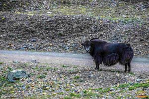 IMG-0369-2Master-Trip-1000