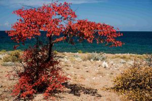 ISSYK-KUL-LAKE-WILD-APRICOT